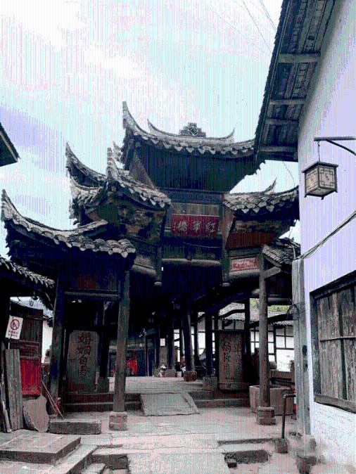 白孔雀救援